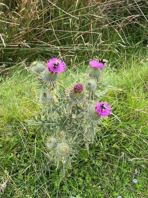 The Burrow, Langholm, Dumfries And Galloway Ngoại thất bức ảnh